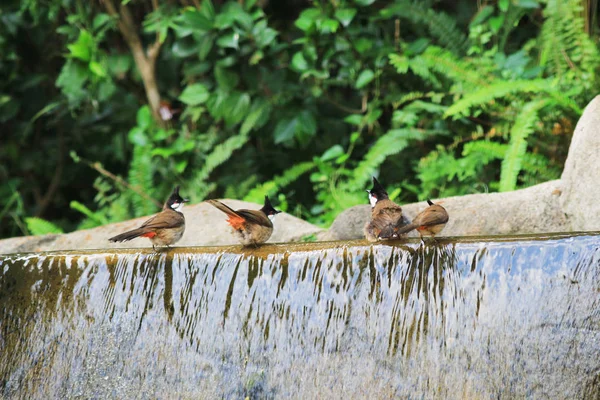 鳥が鳥の浴室で洗濯を楽しんでいます。 — ストック写真