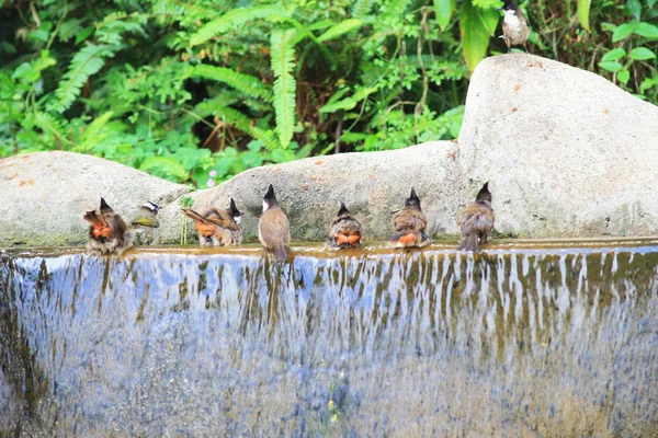 鳥が鳥の浴室で洗濯を楽しんでいます。 — ストック写真