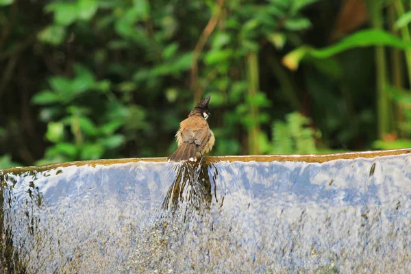 Las aves están disfrutando de un lavado en un baño de aves — Foto de Stock