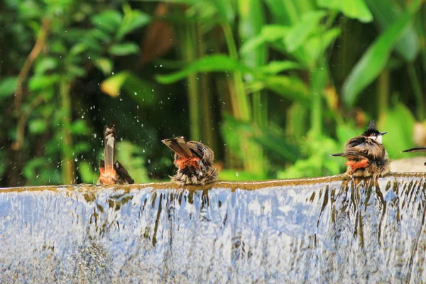 Las aves están disfrutando de un lavado en un baño de aves — Foto de Stock
