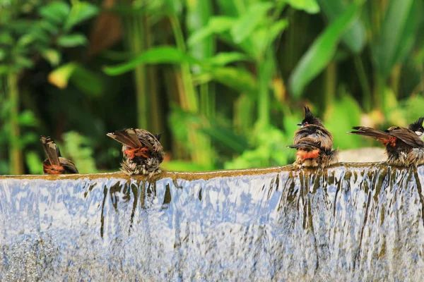 Πουλιά απολαμβάνοντας μια πλύση με ένα λουτρό πουλιών — Φωτογραφία Αρχείου