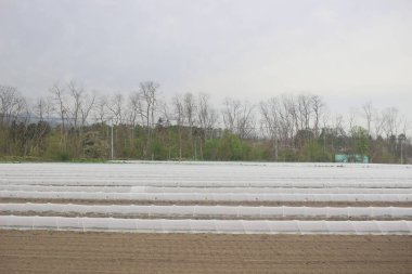 Sapporo ve Asahikawa hızlı tren görünümü