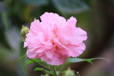 pembe mutabilis hibiscus çiçek bahçesinde güneş ışığı altında