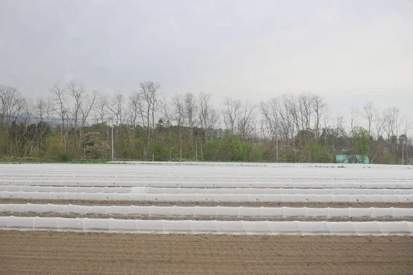 Sapporo ve Asahikawa hızlı tren görünümü