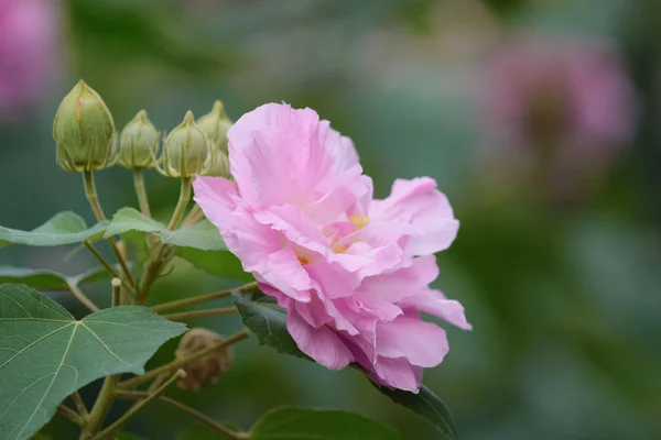햇빛 아래 정원에서 핑크 mutabilis 히 비 스커 스 꽃 — 스톡 사진