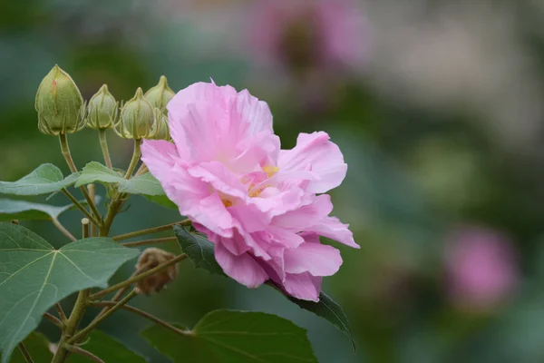 Rosa mutabilis hibisco flores no jardim sob a luz do sol — Fotografia de Stock