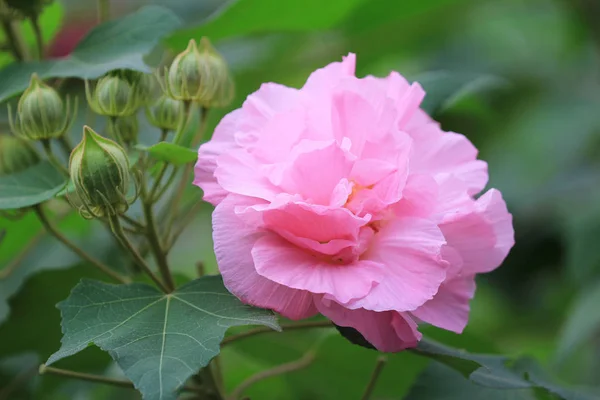 Rosa mutabilis hibisco flores en el jardín bajo el sol —  Fotos de Stock