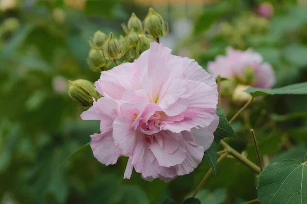 The Hibiscus mutabilis — Stock Photo, Image