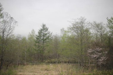 Sapporo ve Asahikawa hızlı tren görünümü