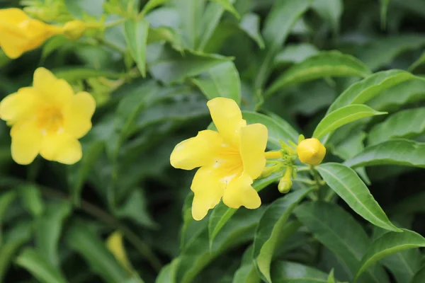 La cuenta de la flor a la flor amarilla — Foto de Stock