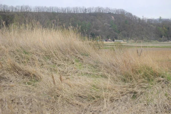 Sapporo ve Asahikawa hızlı tren görünümü