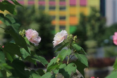 Konfederasyon gül; Ebegümeci mutabilis