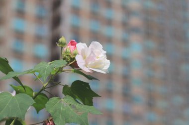 Konfederasyon gül; Ebegümeci mutabilis