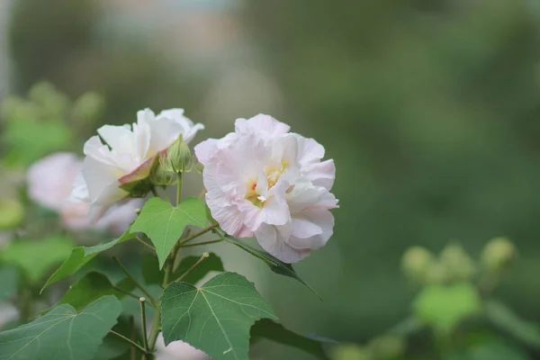 Hibiscus mutabilis vagy konföderációs Rózsa — Stock Fotó