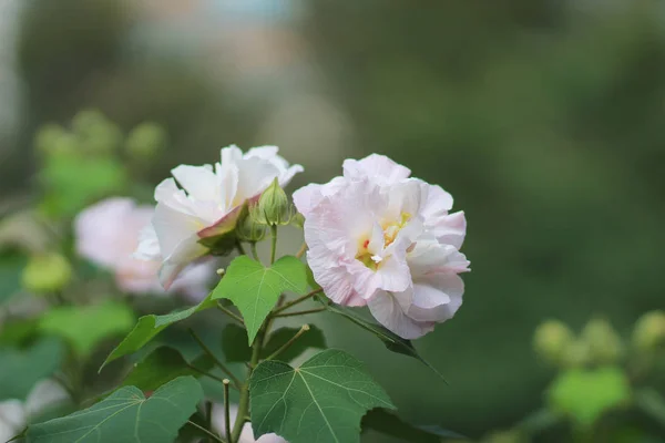 A konföderációs Rózsa; Hibiscus mutabilis — Stock Fotó