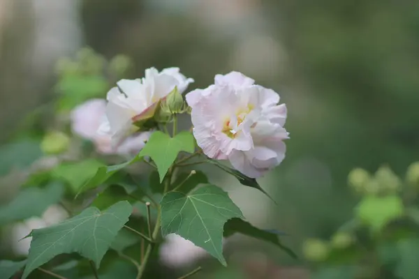 Hibisco mutabilis ou rosa confederada — Fotografia de Stock