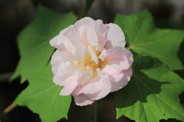 Hibiscus mutabilis or Confederate rose — Stock Photo, Image