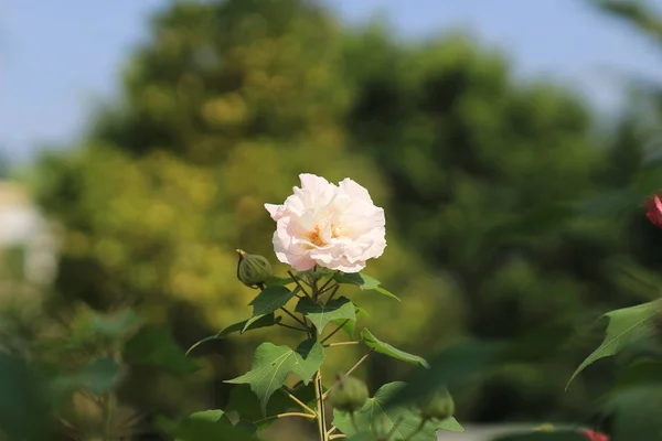 秋の花シリーズ ピンク コットン ローズ — ストック写真