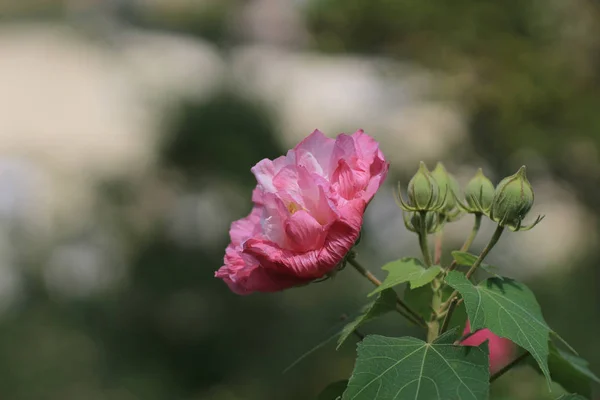 Confederate Róża; Hibiscus zmienny — Zdjęcie stockowe