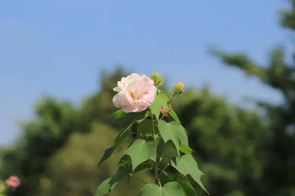 Hibiscus zmienny lub Confederate Róża — Zdjęcie stockowe