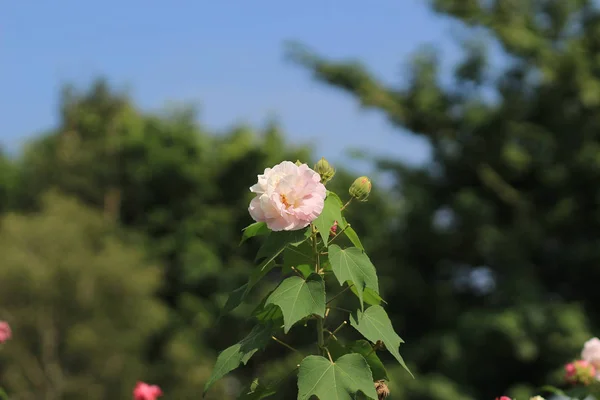 La rosa confederada; Hibiscus mutabilis — Foto de Stock