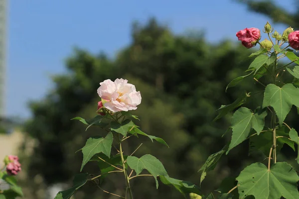 Hibiscus zmienny lub Confederate Róża — Zdjęcie stockowe