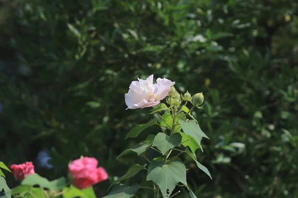 La rosa confederada; Hibiscus mutabilis — Foto de Stock