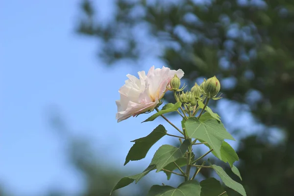 A rosa confederada; Hibiscus mutabilis — Fotografia de Stock
