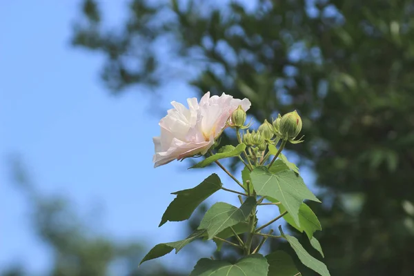 Hibiscus mutabilis veya Konfederasyon gül — Stok fotoğraf