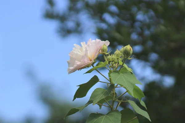 Confederate Róża; Hibiscus zmienny — Zdjęcie stockowe