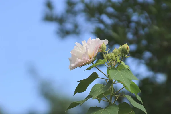 Hibiscus zmienny lub Confederate Róża — Zdjęcie stockowe