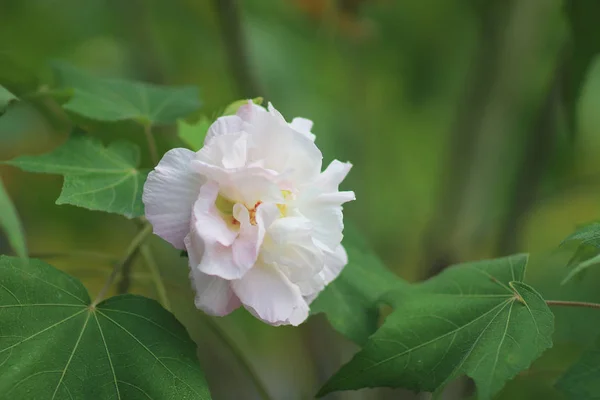 De zuidelijke rose; Hibiscus mutabilis — Stockfoto