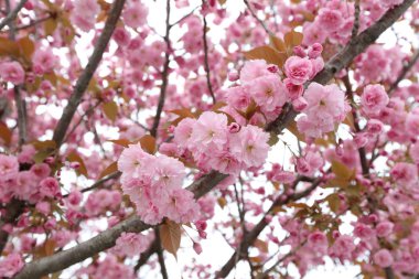 Pembe çiçeği ile bahar kenarlık ya da arka plan sanat.