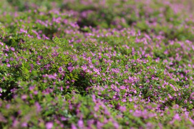 Gypsophila (Babys kokan çiçekler), ışık, 
