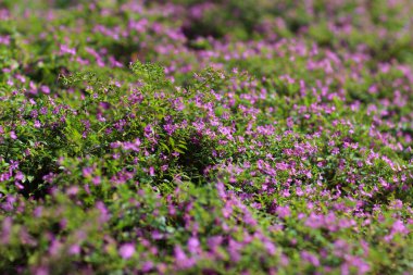 Gypsophila (Babys kokan çiçekler), ışık, 