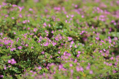 Gypsophila (Babys kokan çiçekler), ışık, 