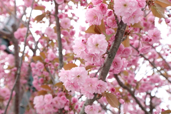Jaro ohraničení nebo pozadí umění s růžový květ. — Stock fotografie
