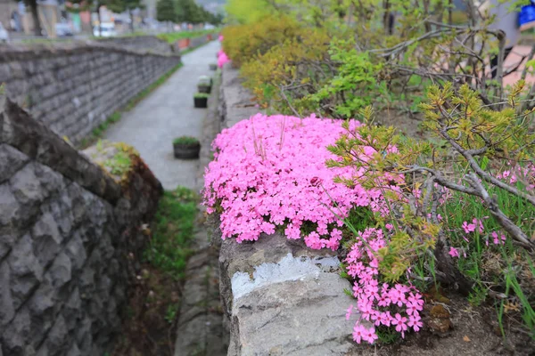 Projeto de paisagem ao ar livre com canteiro de flores — Fotografia de Stock