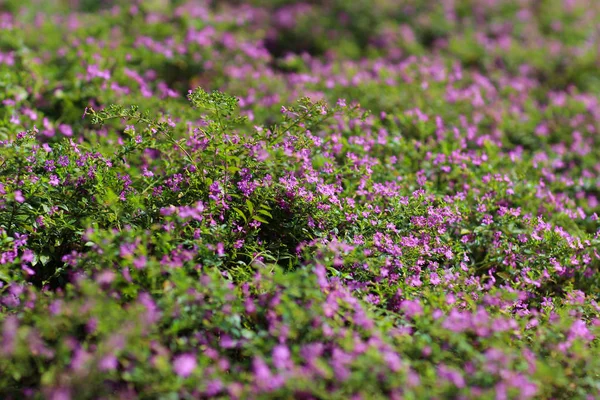 Gypsophila (Babys kokan çiçekler), ışık, 