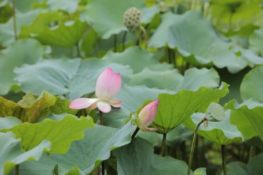  yağmur gün gölette Lotus çiçek