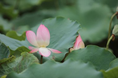 Lotus çiçeği ile yağmur gün güzel