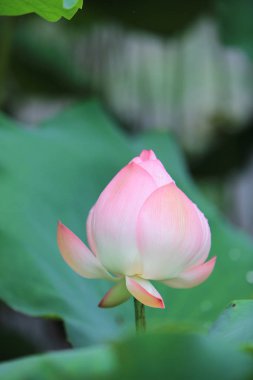 Lotus çiçeği ile yağmur gün güzel