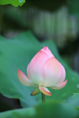  yağmur gün gölette Lotus çiçek