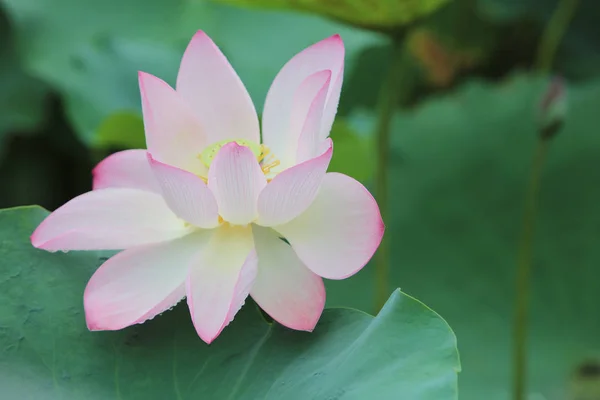 Lotus flower blossom at the rain day — Stock Photo, Image