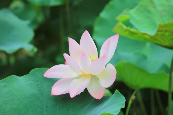 莲花在雨天开花 — 图库照片