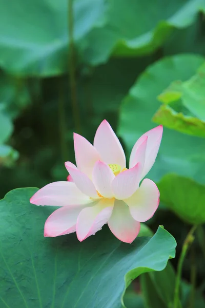 lotus bloom in the pond at rain day