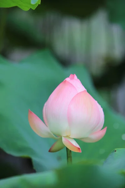 Fleur de lotus fleurir le jour de la pluie — Photo