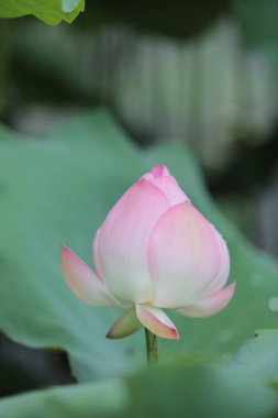  yağmur gün gölette Lotus çiçek