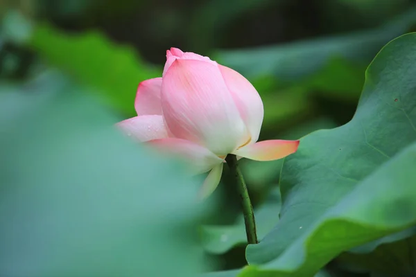 Flor de loto con hermosa en el día de lluvia — Foto de Stock