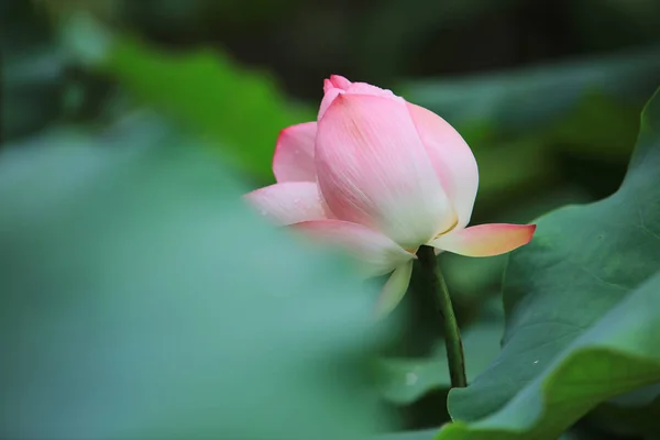 Flor de lótus florescer no dia da chuva — Fotografia de Stock